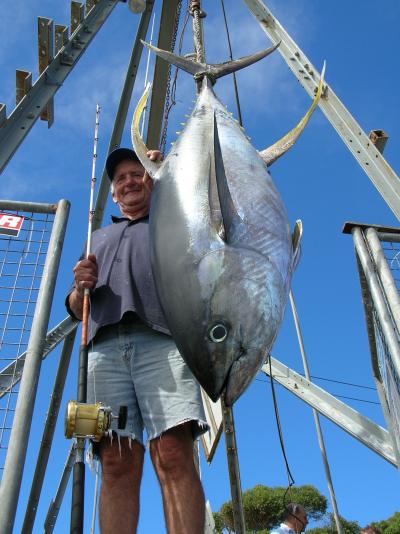 Yellowfin Tuna like this one are a prize catch at Bermagui. D J\'s Fishing Adventures could put you onto fish like this one.